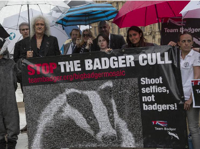 stop the badger cull