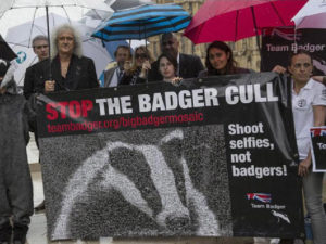 Stop the badger cull sign